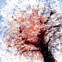 Colors Forest まもも家 まももP ボーカロイド 同人 音楽 CD